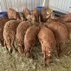 ذبائح البركة ينبع الصناعية مسلخ الهيئة