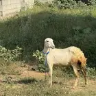 نعجه للبيع