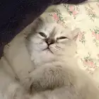 هملايا قط مع الاغراض