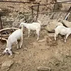 3 تيوس