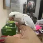 روز ابيض العمر شهر و شوي بص