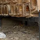 دجاجه بلدي محضن