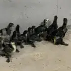 فروخ براهما