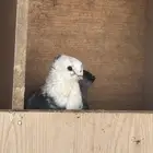 حمام ازواج حب رمان