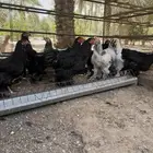 دجاج للبيع