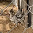ديوك فارسي حجازي