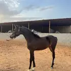 مهر واهو ادهم