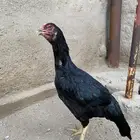 دجاجه سنديه