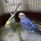 للبيع طيور بادجي  جوز اثنين الموقع بيشة