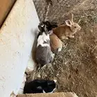 ارانب للبيع