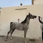 فرس شعبية
