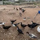 بط بلدي