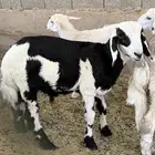 طلي لباني نجدي مشروك
