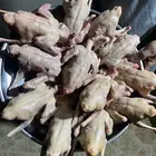 فراااخة حمام فرنسي على كيف كيفك