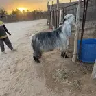 تيس عارضي للبيع طيب