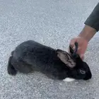 للبيع ارنب ذكر