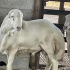 فحل رفيدي اصيل جذع درجة اولى