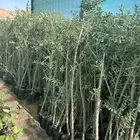 شتلات زيتون