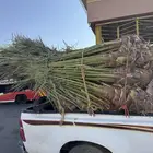 نخيل لبيع
