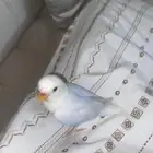 روز