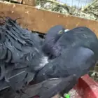 شماسي هولندي