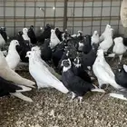 حمام قطايف