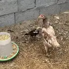 دجاج باكستاني للبيع
