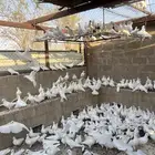 حمام فرنسي فوق 100 جوز البيع جمله