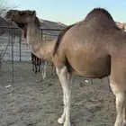 للبيع ناقة حمرا