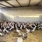 دجاج فيومي وبلدي