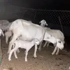 نعجة حرية تحتها ثلاثة