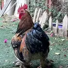 دجاج كوشن قزم