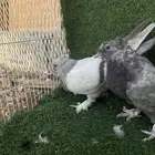 حمام تركي اخوان بعض طحاينه و صخريه