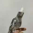 فرخ كروان نهاية غر