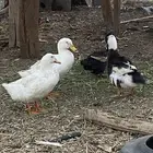 بط للبيع جمله