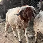 خروف نعيم فحل ثني