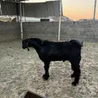 تيس جذع فحل مشروط