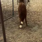 الشميسي طريق الخواجات