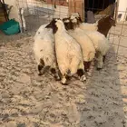 5 خرفان ورخل. سمان طيبه. فوق 4 شهور