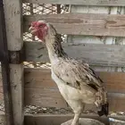 دجاج با كستاني