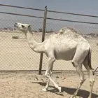 بكره على السوم