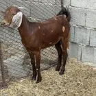 جفره هجين مطور