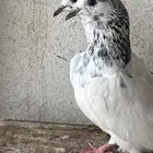 زوج سلكوتي لسا عليه ريشه