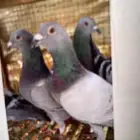 حمام زاجن مذبوح