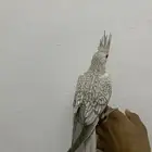 للبيع فرخ كروان اليف جدا و مفطوم