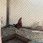 ديك بلدي