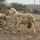 فحل حري