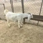 جاش