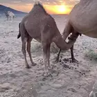 قعود وبكره ع الحليب شرط