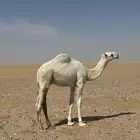 للبيع حاشي مقنوي طيب